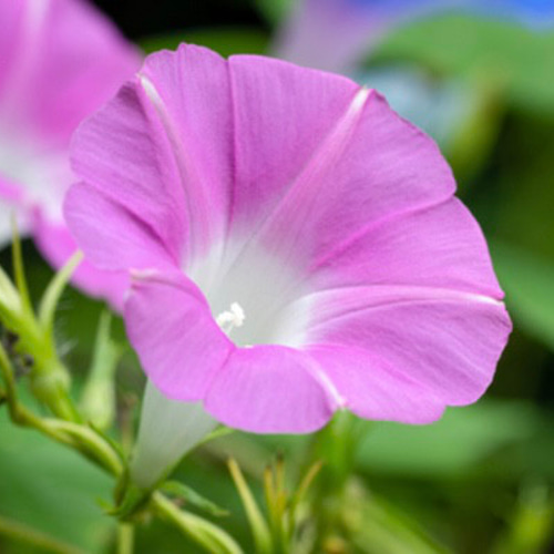 『朝顔』墨絵アート 水墨画 インテリアアート 雑貨ギフト 絵画 ガーデニング 5,500『Morning Glory Garden〜庭に咲く朝顔』墨絵アート 水墨画