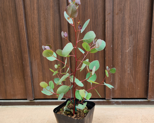 まん丸葉が可愛い❤️ ユーカリ ポポラス ポット苗 寄せ植えに