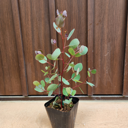 まん丸葉が可愛い❤️ ユーカリ ポポラス ポット苗 寄せ植えに