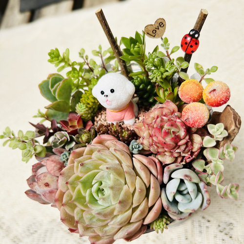このまま飾れます】可愛いまんまるマルチーズちゃん 多肉植物寄せ植え