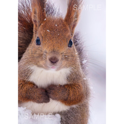 A4可能】夏の森の若いキタキツネ・北海道動物写真 写真