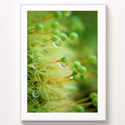 A4可能】激カワ・あざとカワイイ雪のエゾリス。北海道動物写真