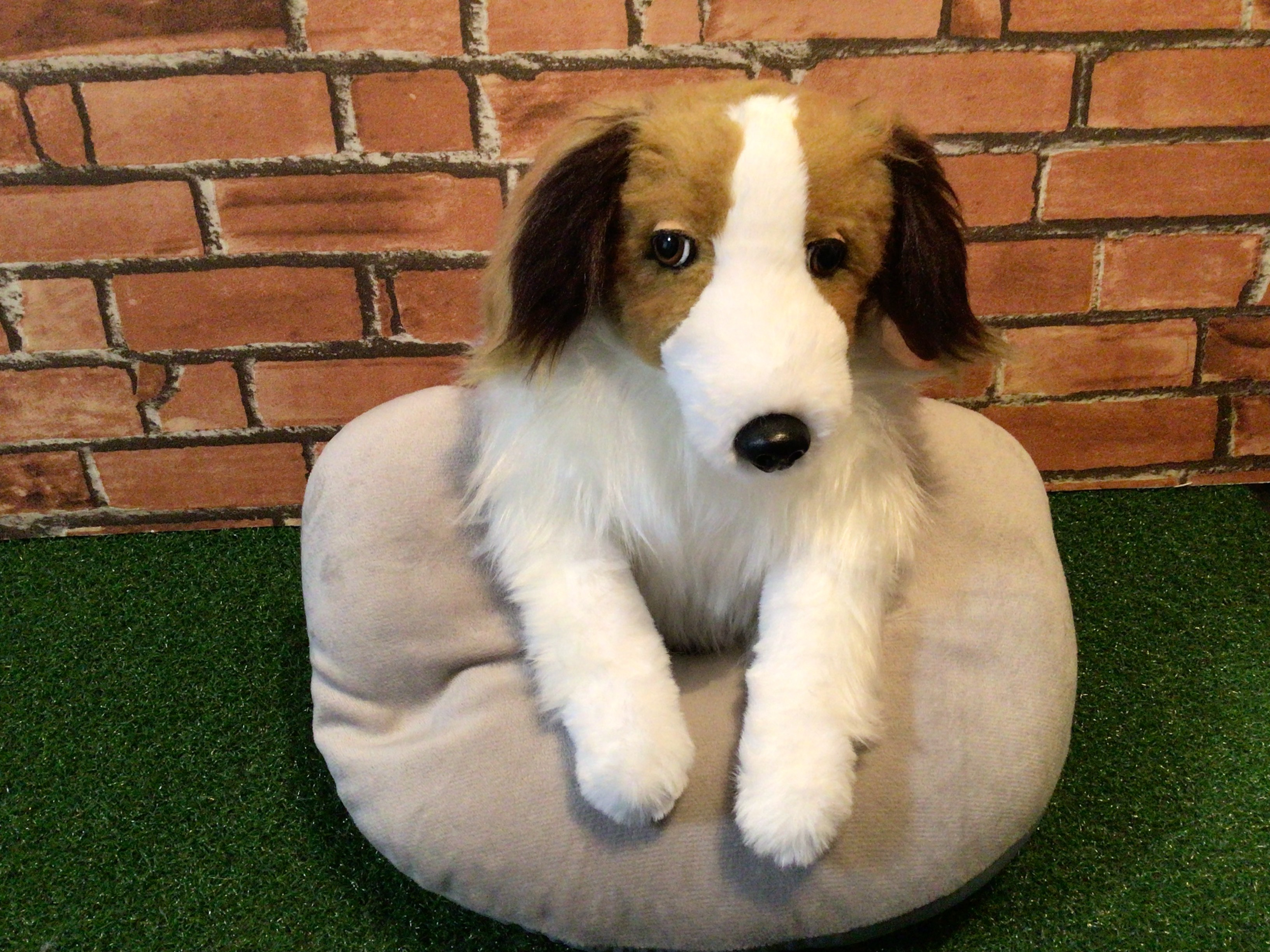 Steiff コーイケルホンディエ