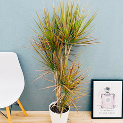 現品］【希少】かっこいい！ 4番 ドラセナ コンシンネ マジ