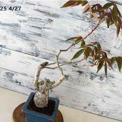 盆栽 『赤松』 和風 インテリア 観葉植物 園芸 オブジェ 送料無料 b084 盆栽 『赤松』 和風 インテリア 松 春 園芸 ガーデニング