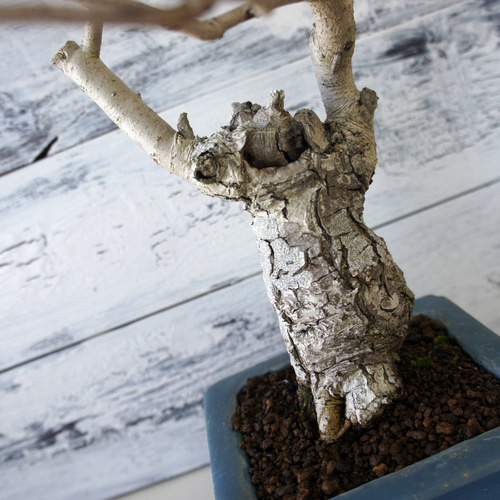 盆栽 『ハゼ』 紅葉 インテリア 観葉植物 ガーデニング 送料無料 b127 盆栽 『ハゼ』 紅葉 インテリア 観葉植物 ガーデニング b127 DIY