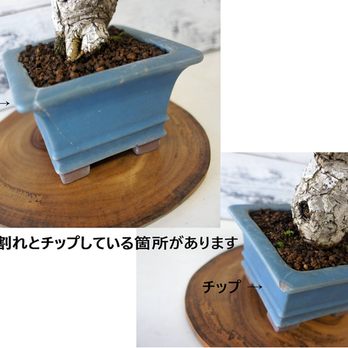 盆栽 『櫨（ハゼ）』 紅葉 和風 インテリア 園芸 ガーデニング