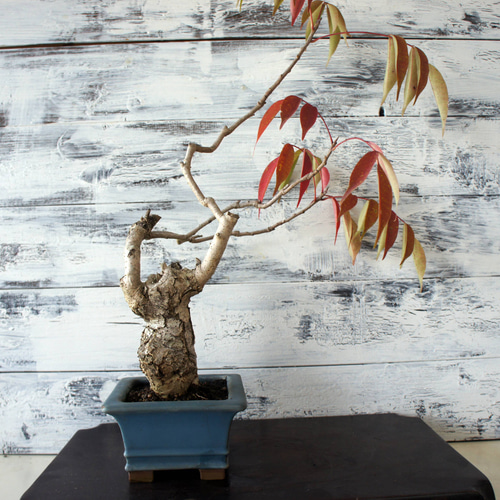 盆栽 『櫨（ハゼ）』 紅葉 和風 インテリア 園芸 ガーデニング