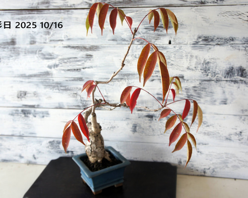 盆栽 『櫨（ハゼ）』 紅葉 和風 インテリア 園芸 ガーデニング