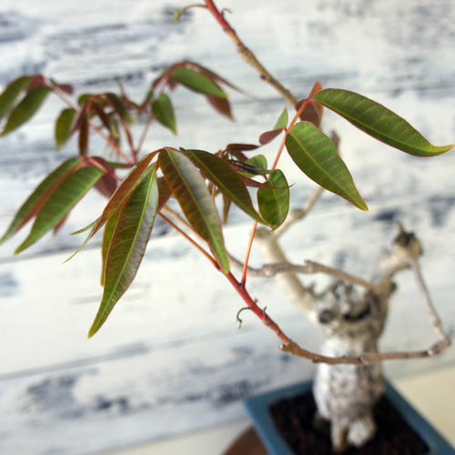 盆栽 『ハゼ』 紅葉 インテリア 観葉植物 ガーデニング 送料無料 162 盆栽 『ハゼ』 紅葉 インテリア 観葉植物 ガーデニング 送料無料 162