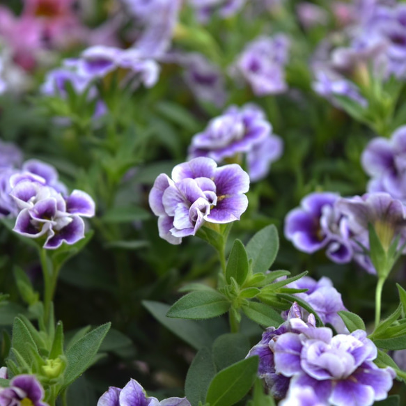 カリブラコア「ウノダブル グレープフリル」花苗 花 苗 ガーデニング
