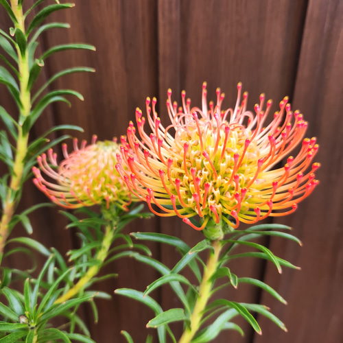 リューコスペルマム リゴレット 鉢植え 大苗 ドライガーデン ロック