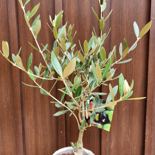 Souju 創樹 オリーブの木 ミッション 石膏鉢植え 観葉植物 苗 盆栽