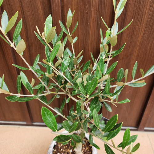 Souju 創樹 オリーブの木 ミッション 石膏鉢植え 観葉植物 苗 盆栽