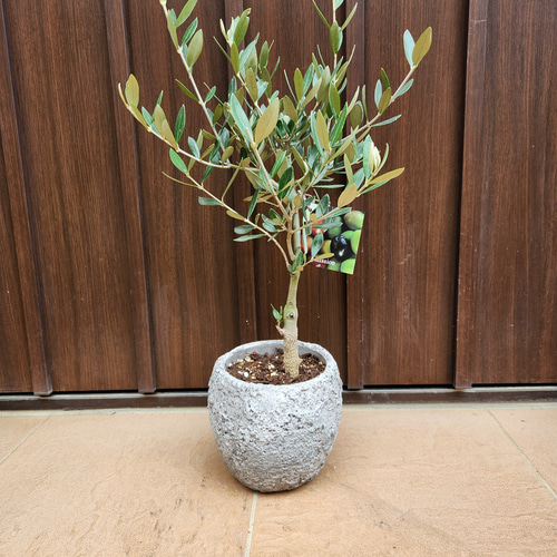 Souju 創樹 オリーブの木 ミッション 石膏鉢植え 観葉植物 苗 盆栽