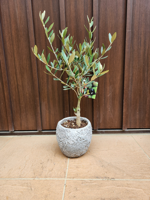 創樹　オリーブ　ミッション　20 Souju 創樹 オリーブの木 ミッション 石膏鉢植え 観葉植物 苗 盆栽