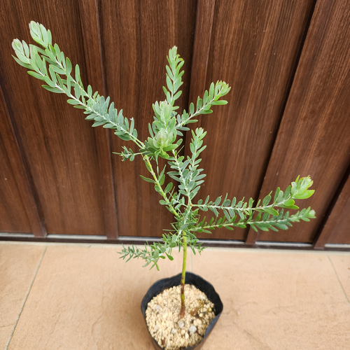 アカシアブルーブッシュ　ポット苗　オージープランツ アカシア ブルーブッシュ ポット苗 オージープランツ ミモザ