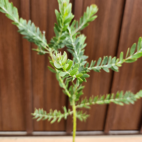 アカシアブルーブッシュ　ポット苗　オージープランツ Amazon.co.jp: アカシア ブルーブッシュ 苗木 12cmポット苗