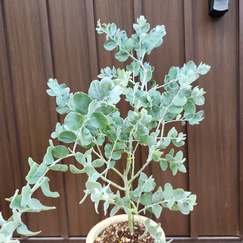 再販 可愛い♪パールアカシア テラコッタ鉢植え ミモザ オージー
