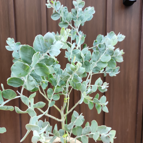パールアカシア　鉢植え47　苗　ミモザ　オージープランツ パールアカシア 鉢植え47 苗 ミモザ オージープランツ お1人様1