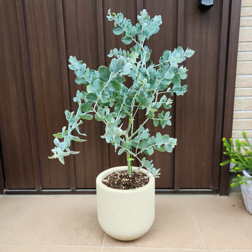 パールアカシア　鉢植え47　苗　ミモザ　オージープランツ 再販 可愛い♪パールアカシア テラコッタ鉢植え ミモザ オージー