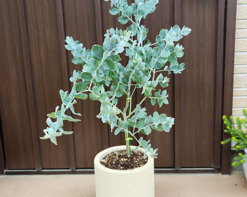 パールアカシア　鉢植え27　ミモザ　苗　オージープランツ　庭木 再販 可愛い♪パールアカシア テラコッタ鉢植え ミモザ オージー