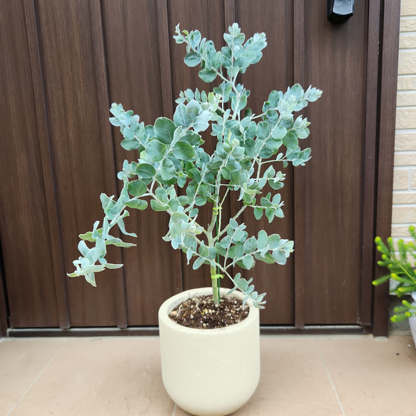パールアカシア　鉢植え47　苗　ミモザ　オージープランツ 再販 可愛い♪パールアカシア テラコッタ鉢植え ミモザ オージー