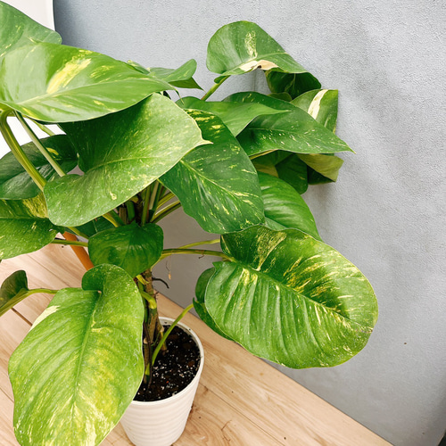 楽天市場】PLANCHU 観葉植物 ポトス グランデ ヘゴ仕立て 7号鉢
