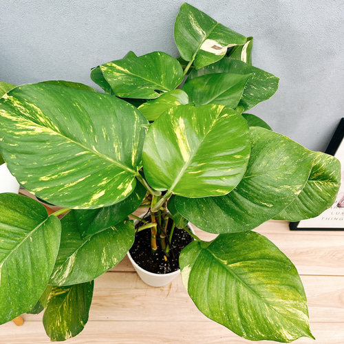 現品］【希少】☆初入荷☆ 10番 ポトス グランデ 7号 観葉植物