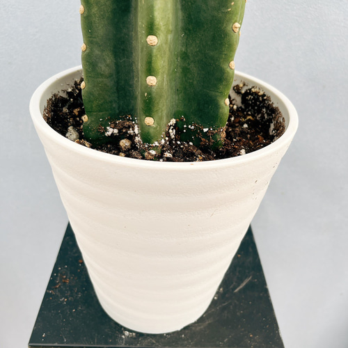 現品］♡かわいい♡C 柱サボテン 鬼面角 ブランチ 6号 観葉植物 室内