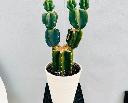 現品］♡かわいい♡C 柱サボテン 鬼面角 ブランチ 6号 観葉植物 室内