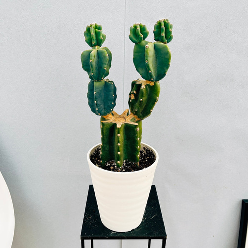 現品］♡かわいい♡C 柱サボテン 鬼面角 ブランチ 6号 観葉植物 室内