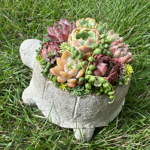 1点》多肉植物寄せ植え 陶器鉢 大きいカメ 多肉植物 galleryk's植物