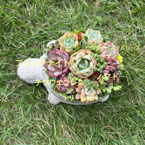 1点》多肉植物寄せ植え 陶器鉢 大きいカメ 多肉植物 galleryk's GONZU