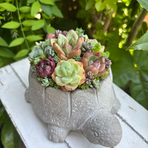 1点》多肉植物寄せ植え 陶器鉢 大きいカメ 多肉植物 galleryk's GONZU