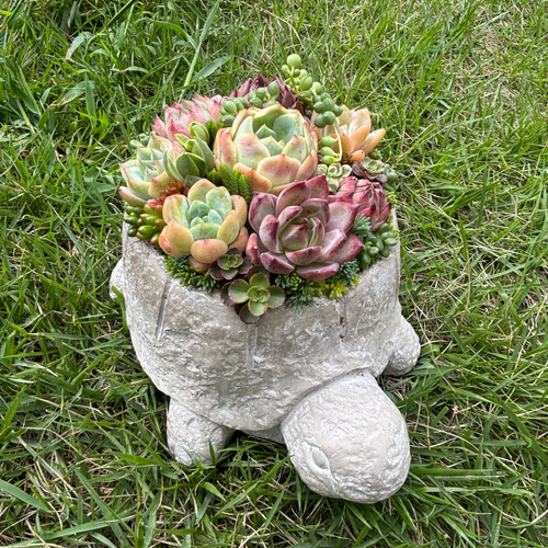 う*ん様 多肉植物用の植木鉢 大きめ ピック 陶器 陶芸 1点》多肉植物寄せ植え 陶器鉢 大きいカメ 多肉植物 galleryk's GONZU