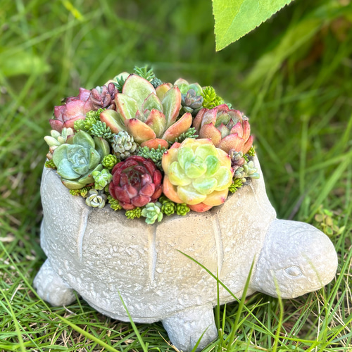 1点》多肉植物寄せ植え 陶器鉢 大きいカメ 多肉植物 galleryk's GONZU