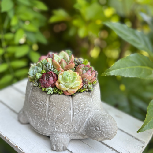 1点》多肉植物寄せ植え 陶器鉢 大きいカメ 多肉植物 galleryk's植物
