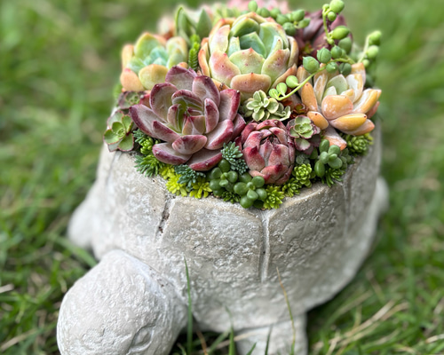 1点》多肉植物寄せ植え 陶器鉢 大きいカメ 多肉植物 galleryk's植物