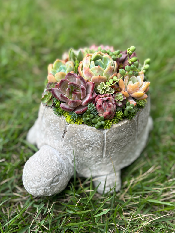 1点》多肉植物寄せ植え 陶器鉢 大きいカメ 多肉植物 galleryk's植物