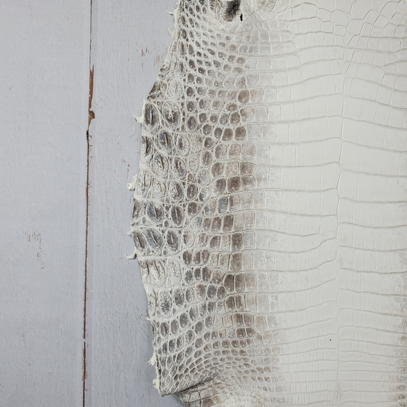 ワニ革 クロコ ヒマラヤ ナチュラル No.C008379 14枚目の画像