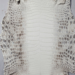 ワニ革 クロコ ヒマラヤ ナチュラル No.C008379 3枚目の画像