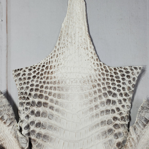 ワニ革 クロコ ヒマラヤ ナチュラル No.C008379 2枚目の画像