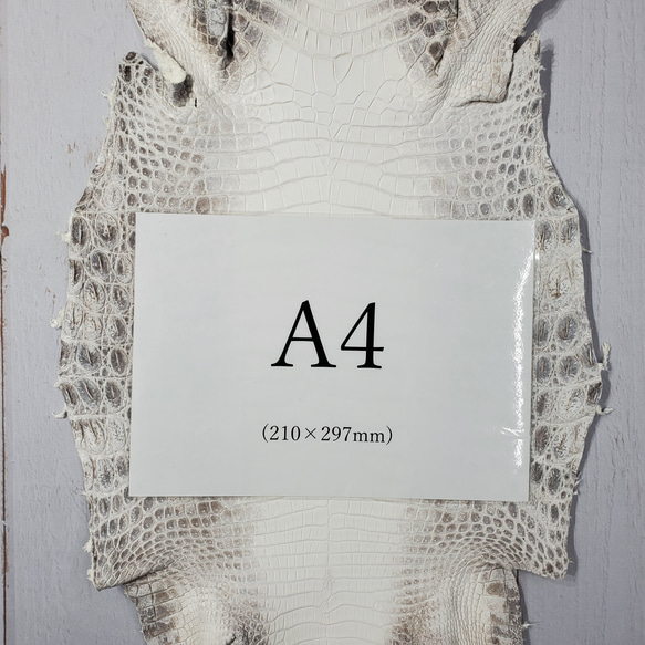 ワニ革 クロコ ヒマラヤ ナチュラル No.C008379 7枚目の画像