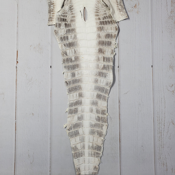 ワニ革 クロコ ヒマラヤ ナチュラル No.C008379 4枚目の画像