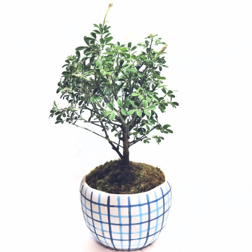 POTOCO エニシダ 陶器鉢 植物鉢 植物 観葉植物 和物 ミニ盆栽 盆栽 苔