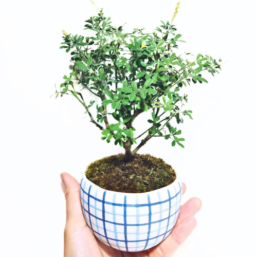 POTOCO エニシダ 陶器鉢 植物鉢 植物 観葉植物 和物 ミニ盆栽