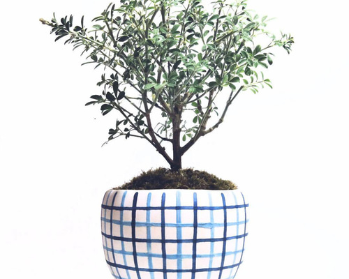 手びねり手描き陶器鉢POTOCO | 植え替えしたばかりのお三方