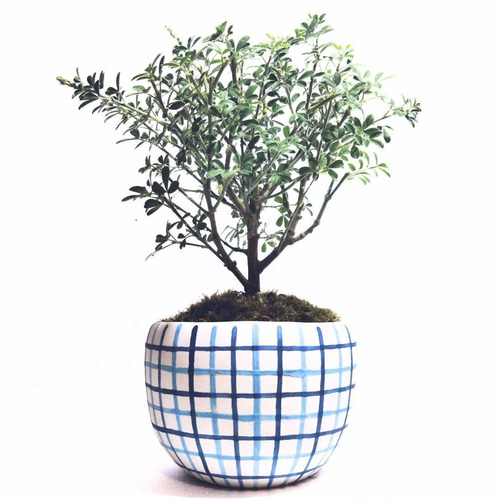 POTOCO エニシダ 陶器鉢 植物鉢 植物 観葉植物 和物 ミニ盆栽