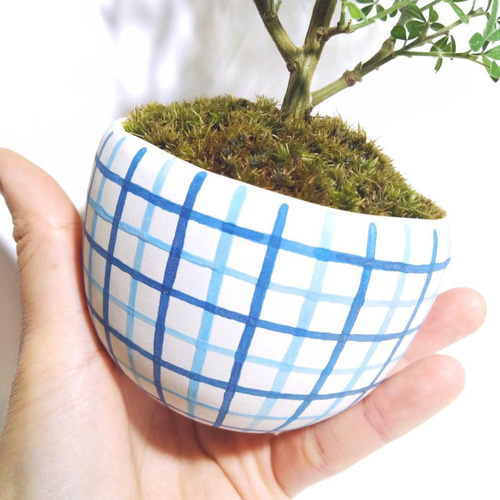 POTOCO エニシダ 陶器鉢 植物鉢 植物 観葉植物 和物 ミニ盆栽